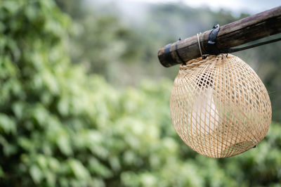 Low angle view of lighting equipment hanging from tree