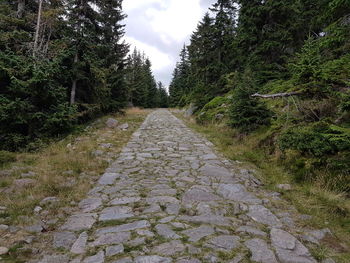 Footpath amidst trees against sky