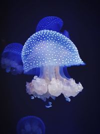 Close-up of jellyfish swimming in aquarium