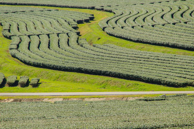 Scenic view of agricultural field