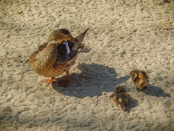 Close-up of bird