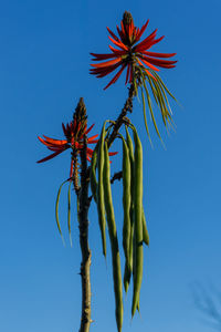 Low angle view of flowering plant against clear blue sky