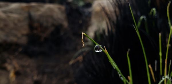 Close-up of raindrops on leaf