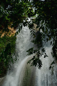 Low angle view of waterfall in forest