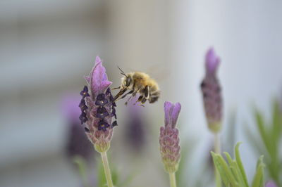 Close-up of bee pollinating on flower