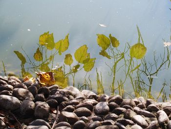 View of crab on rock by lake