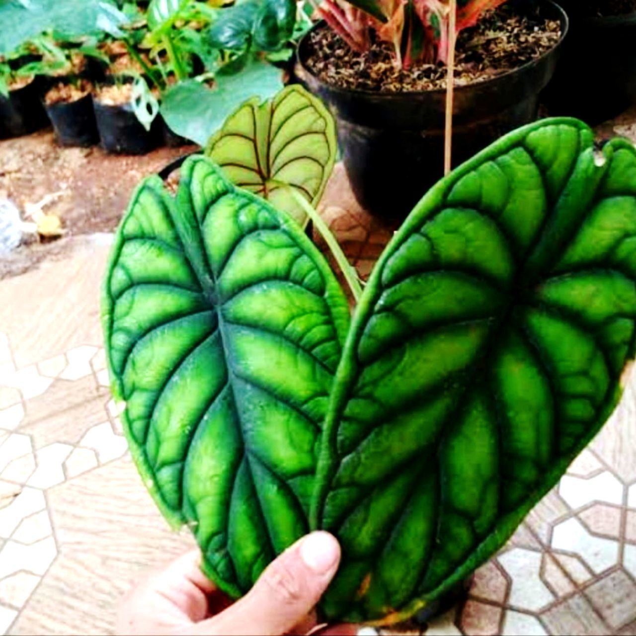 HIGH ANGLE VIEW OF PERSON HAND HOLDING GREEN LEAF