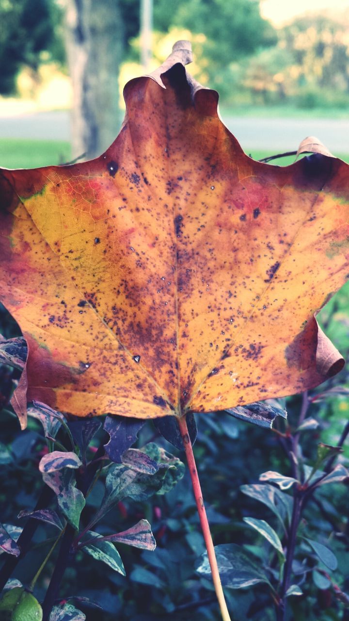 leaf, focus on foreground, close-up, autumn, leaf vein, change, nature, dry, season, maple leaf, outdoors, fragility, day, natural pattern, beauty in nature, part of, sky, growth, plant, low angle view