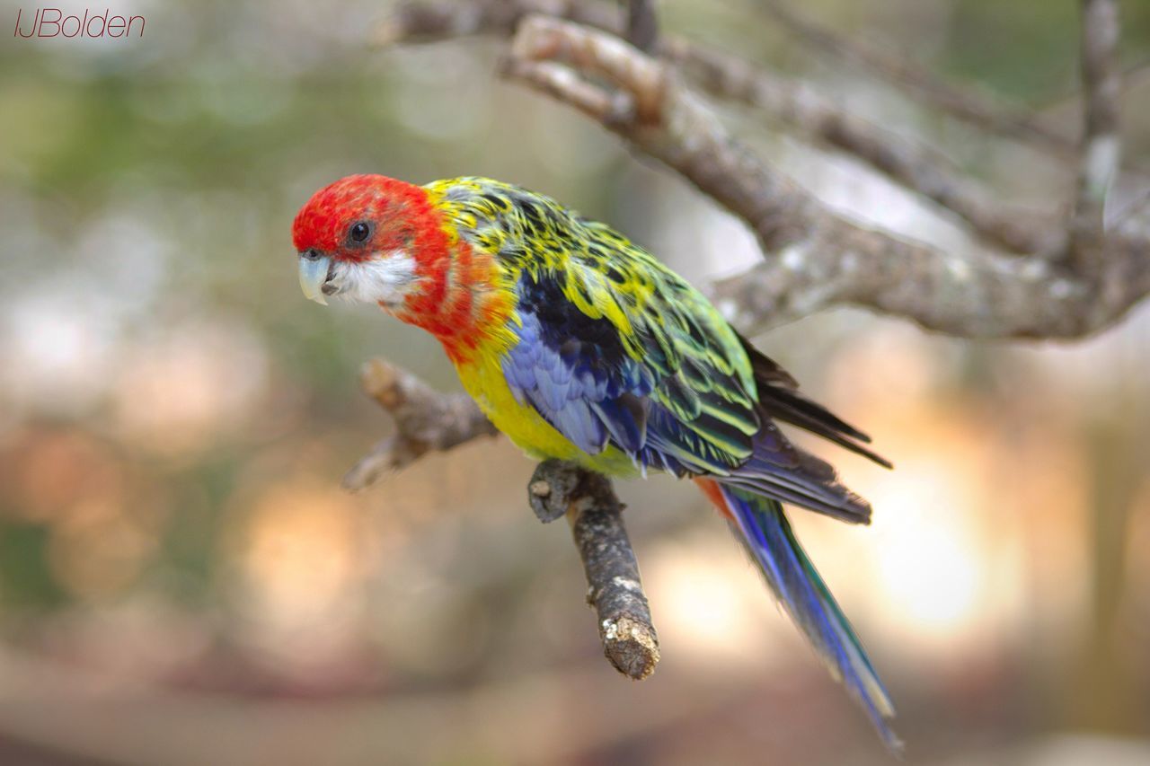 animal themes, animals in the wild, focus on foreground, one animal, close-up, wildlife, bird, perching, selective focus, nature, multi colored, red, parrot, branch, no people, day, beauty in nature, insect, plant, outdoors