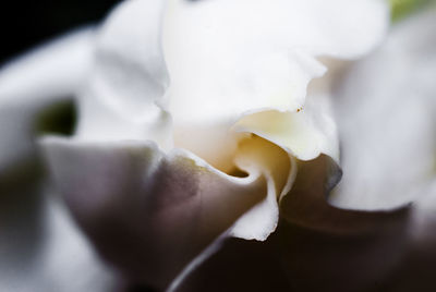 Close-up of white flower blooming outdoors