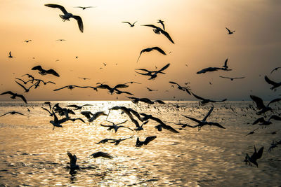 Seagulls flying over sea against sky