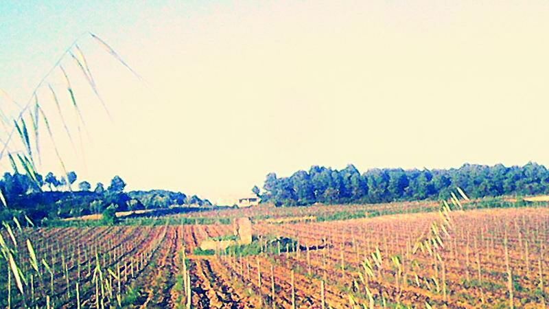 agriculture, rural scene, field, landscape, farm, clear sky, crop, tranquility, tranquil scene, copy space, cultivated land, harvesting, growth, nature, scenics, beauty in nature, plant, bale, horizon over land, hay