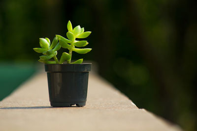 Close-up of potted plant in pot