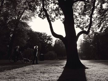 Trees in park