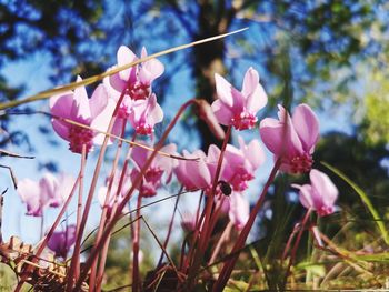 Close-up of pink flowering plant