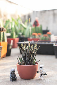 Potted plants on table