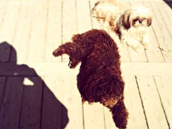 Dog walking on wooden floor