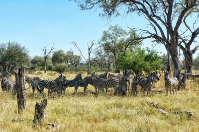 Zebras on landscape