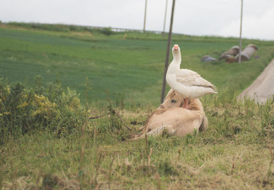 Goose on horse at field