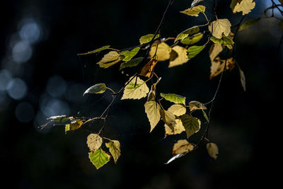 Close-up of dry leaves on plant