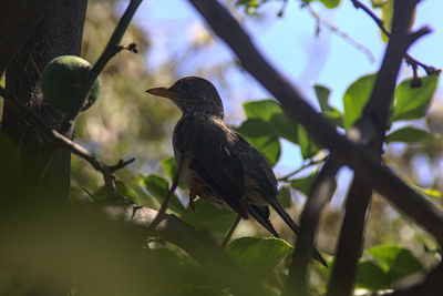 Low angle view of birds perching on tree