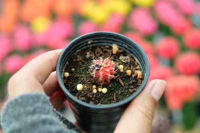 Close-up of hand holding flower