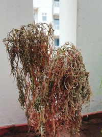 Close-up of padlock hanging on rope against wall