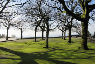 View of trees in park