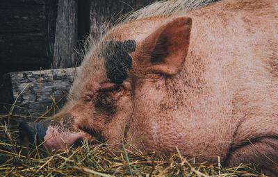 Close-up of an animal resting