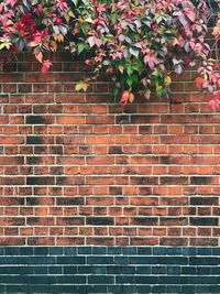 Plants growing over red brick wall