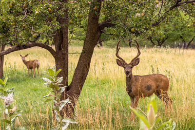 Deer in grass