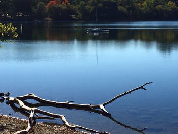 Bird perching on driftwood in front of lake