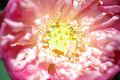 Close-up of pink rose flower