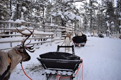 Horse cart on snow covered land