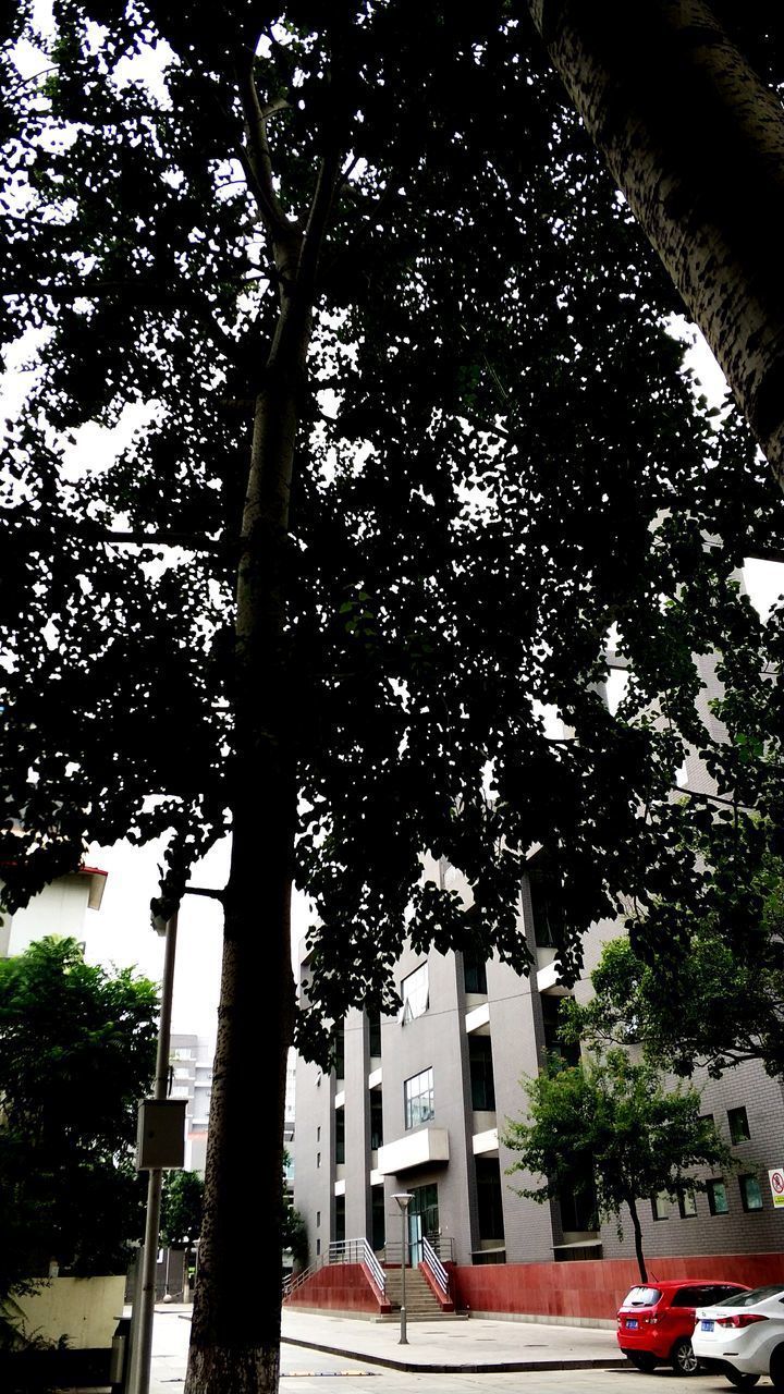 LOW ANGLE VIEW OF TREE IN CITY AGAINST SKY