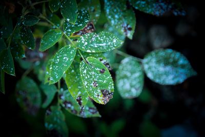 Close-up of raindrops on leaves