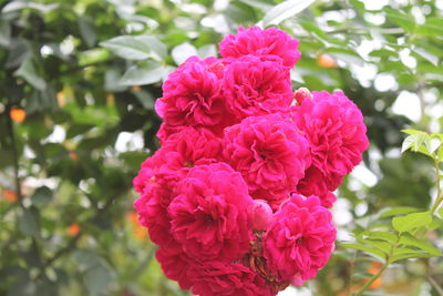 Close-up of pink flowers