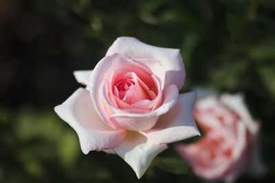 Close-up of pink rose blooming outdoors