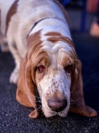 Close-up portrait of dog resting