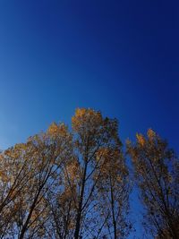 Low angle view of trees against clear blue sky