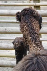 Close-up of a camel