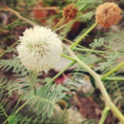 Close-up of white dandelion