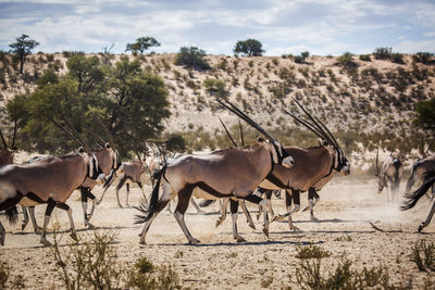 Horses on a field