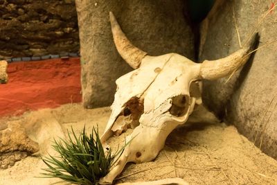 Close-up of animal skull