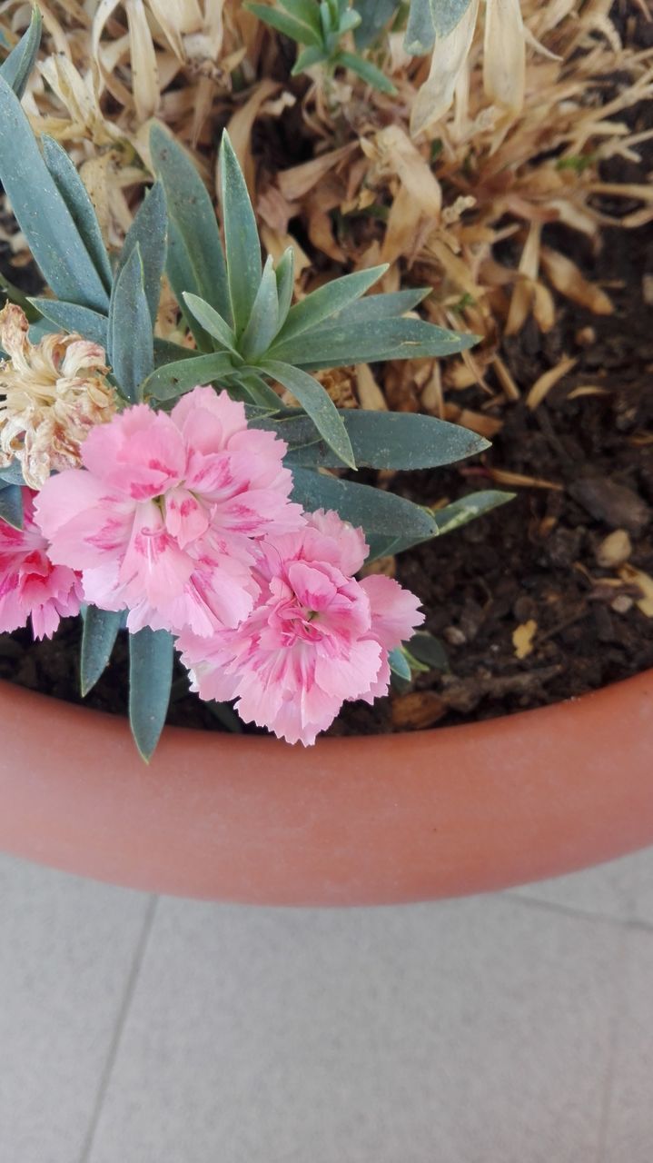 flower, growth, plant, potted plant, fragility, petal, nature, leaf, high angle view, outdoors, day, beauty in nature, close-up, no people, pink color, flower head, freshness, blooming