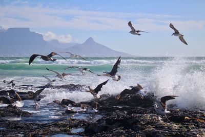 Seagulls flying over sea against sky