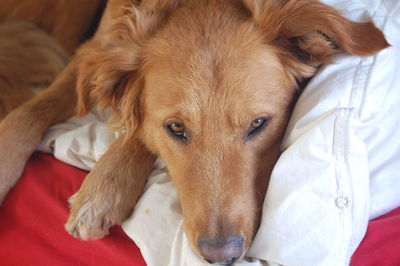 Close-up portrait of dog lying on bed