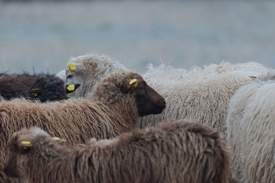 Sheep in a field