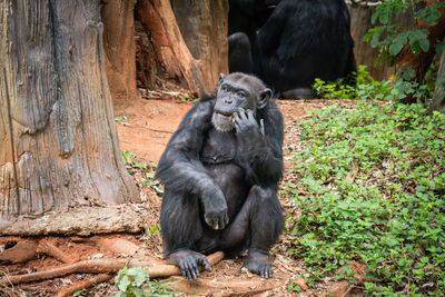 Monkey sitting on rock