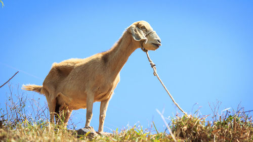 Low angle view of goat tied on field against clear blue sky